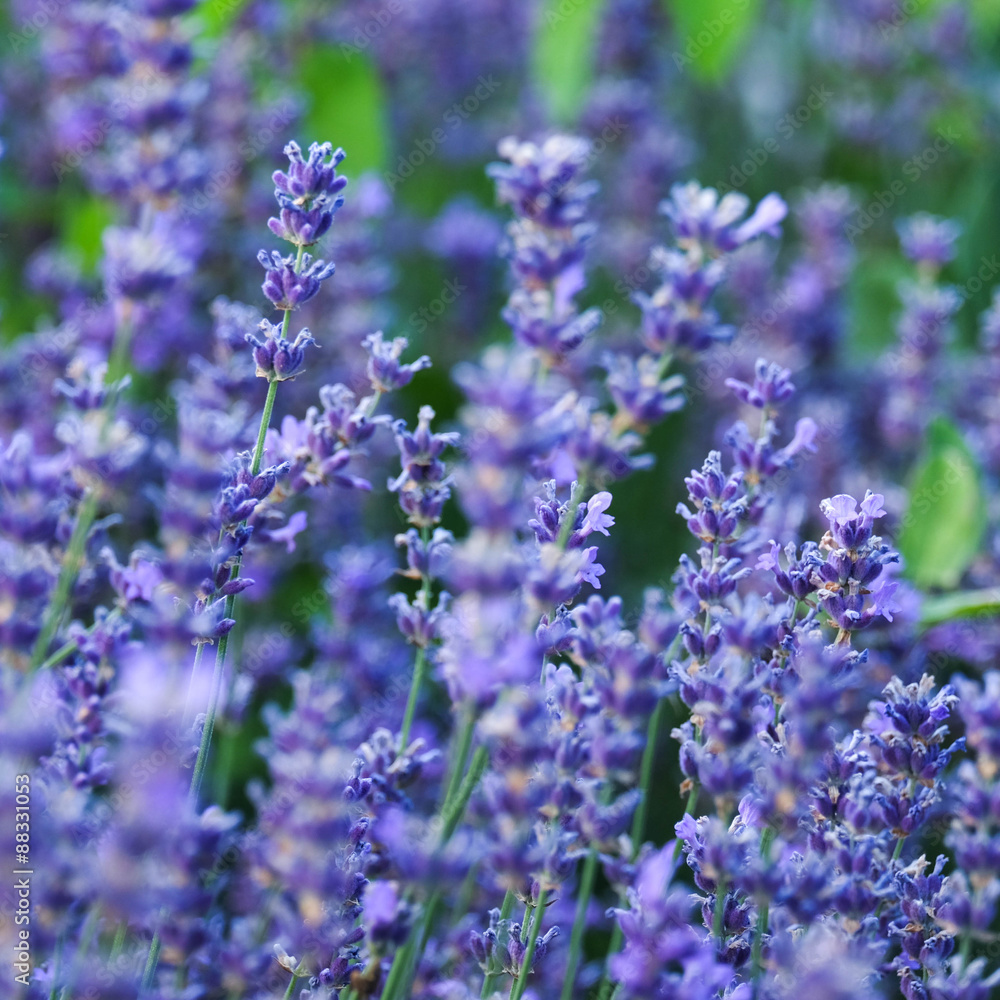 Fototapeta premium Lavendel