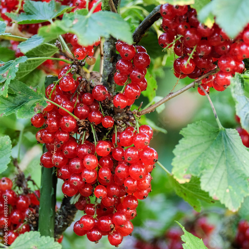 rote Johannisbeeren