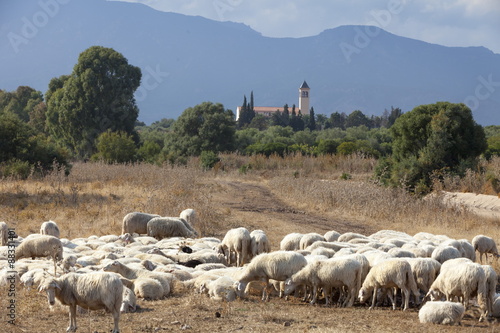 Flock of sheep near Pula, Cagliari Province, Sardinia, Mediterranean photo