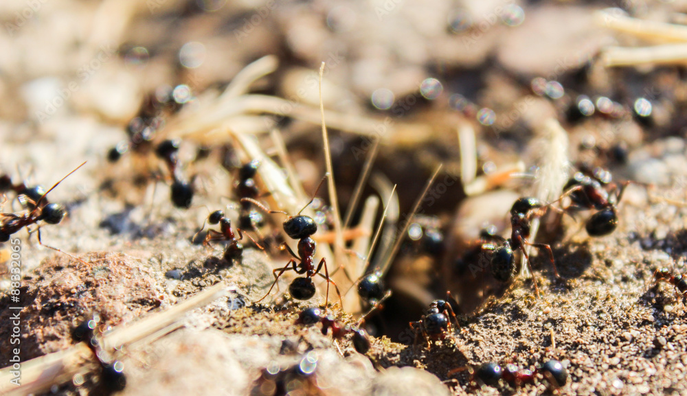 tireless giant black ants govern their world tireless giant black ants govern their world