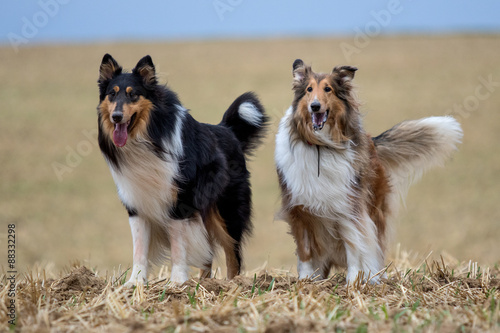 2 Collie stehen auf einem Feld