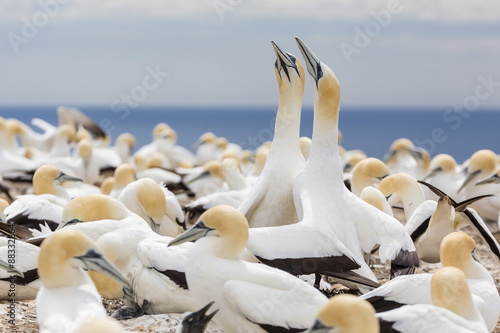 Australasian gannet (Morus serrator) courtship display at Cape Kidnappers, North Island, New Zealand photo