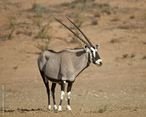 Gemsbok (South African oryx) (Oryx gazella), Kgalagadi Transfrontier Park, encompassing the former Kalahari Gemsbok National Park  photo