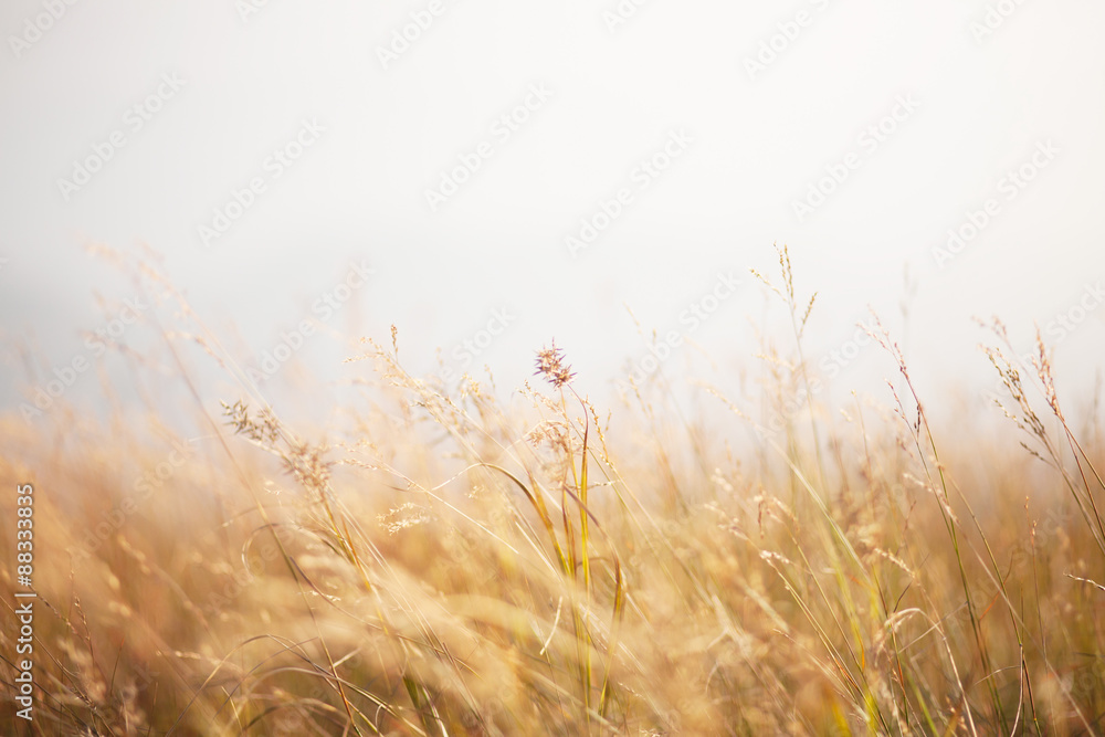 Soft focus grass hay for make background. Soft focus grass hay for make background.