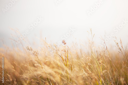 Soft focus grass hay for make background.
