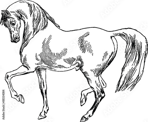 Bilde på lerret Horse Vintage image