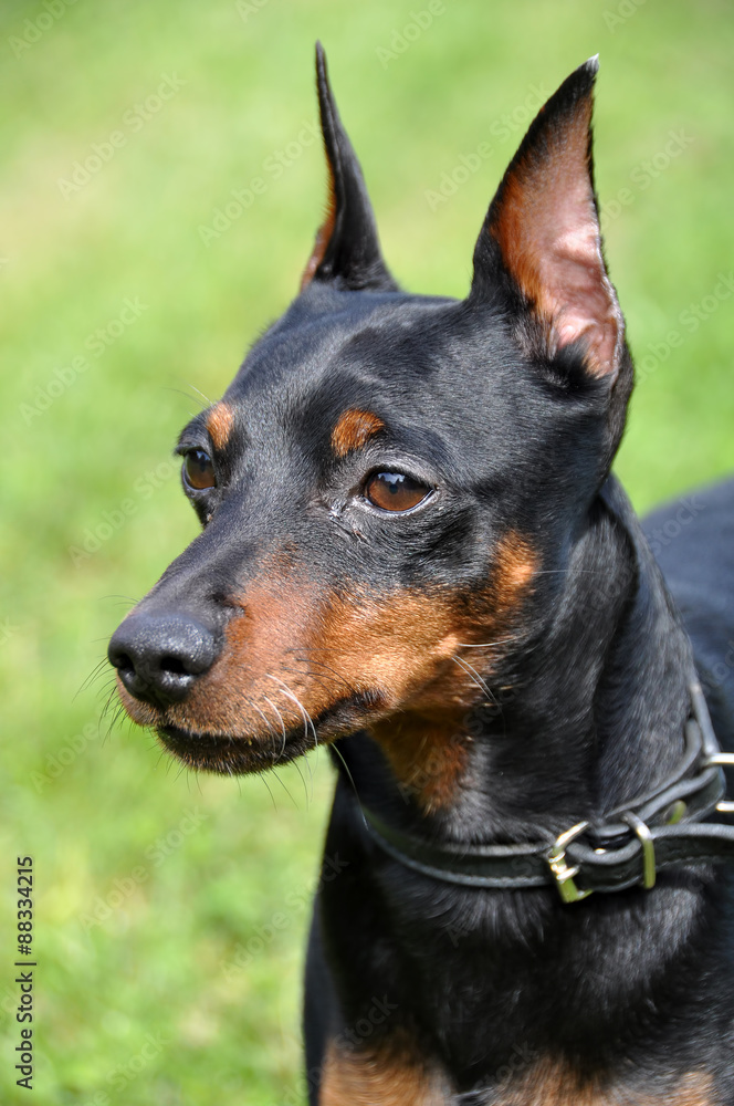 Portrait of purebred Miniature Pinscher Dog on grass