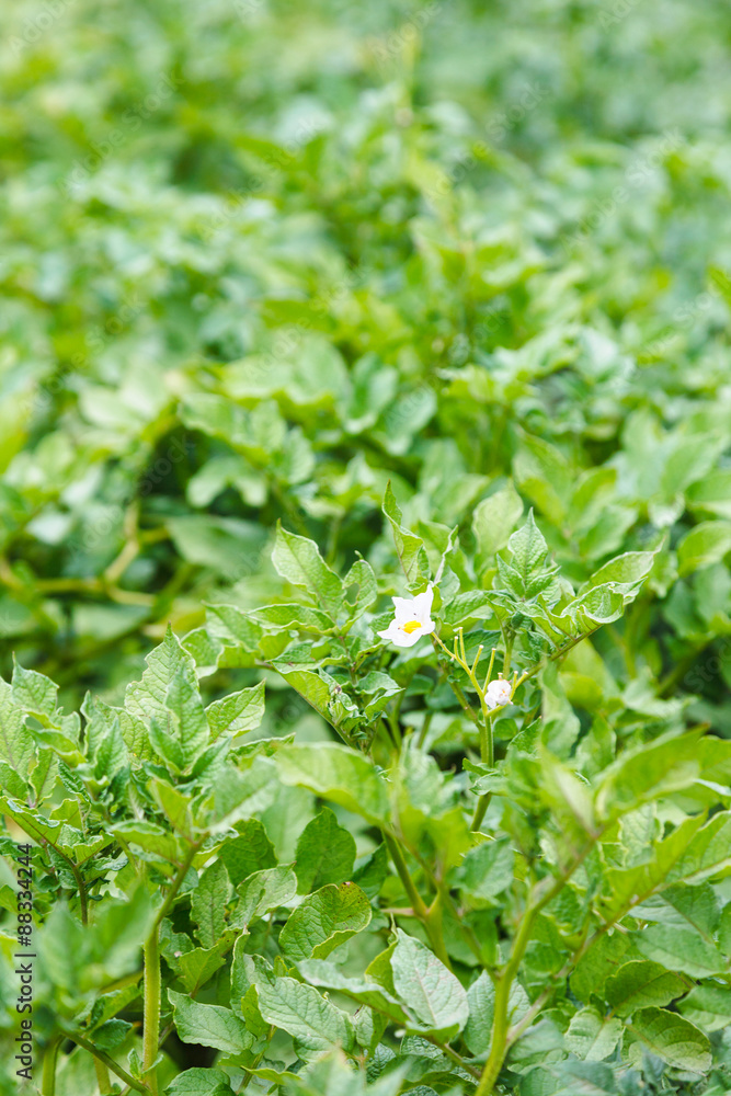 green potato plantation with flowers green potato plantation with flowers