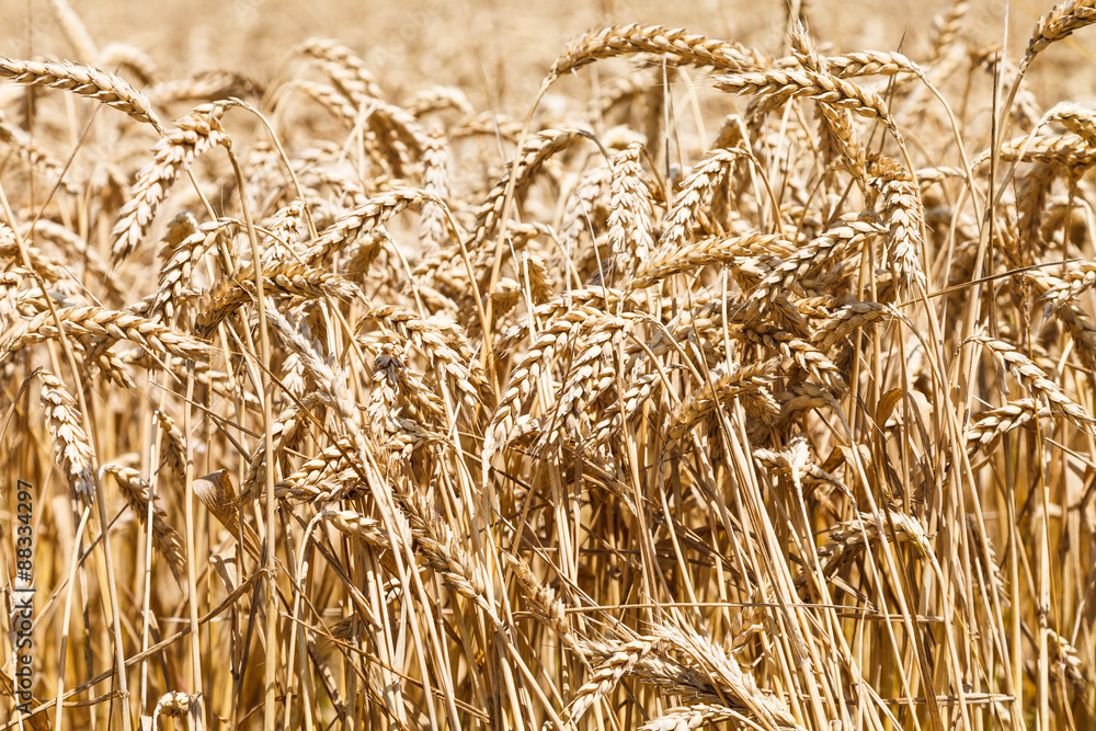 ears of ripe wheat on plantation ears of ripe wheat on plantation
