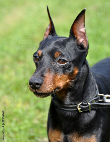 Portrait of purebred Miniature Pinscher Dog on grass