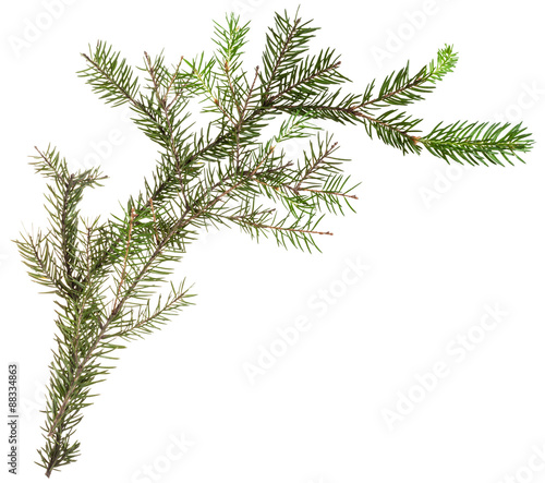 one simple fresh branch of christmas tree