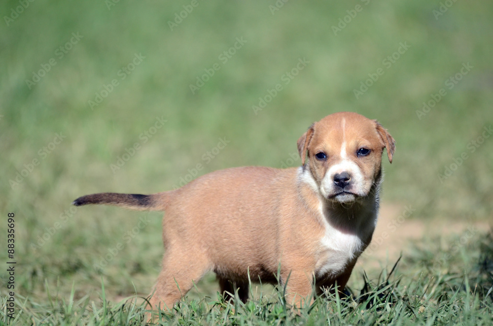 Cute amstaff puppy