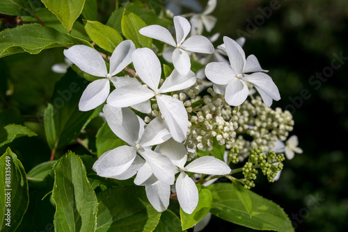 Hortensia Hidrangea - beautiful plant with flowers and leaves - details on the flower. blossom of white Hydrangea (Hortensia) in a garden photo