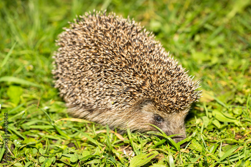 Young hedgehog in natural habitat