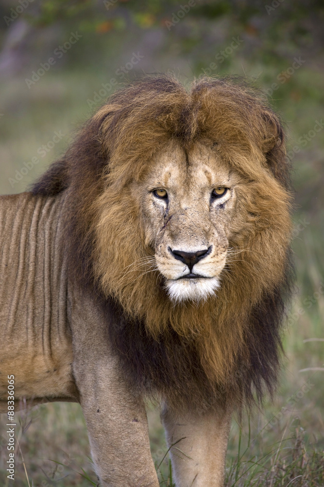 Male lion (Panthera leo), Masai Mara National Reserve, Kenya Male lion (Panthera leo), Masai Mara National Reserve, Kenya
