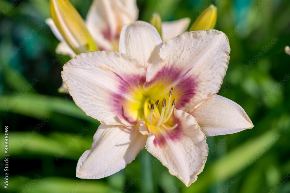 Pink and Yellow Day-lily Blossoms - Hemerocallis Pink and Yellow Day-lily Blossoms - Hemerocallis
