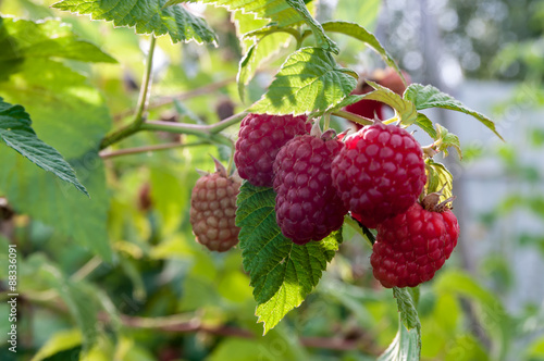garden raspberries on a branch