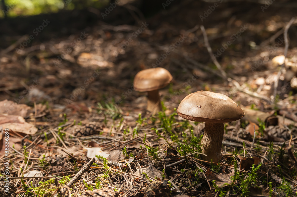 Mushroom in the forest close up Mushroom in the forest close up