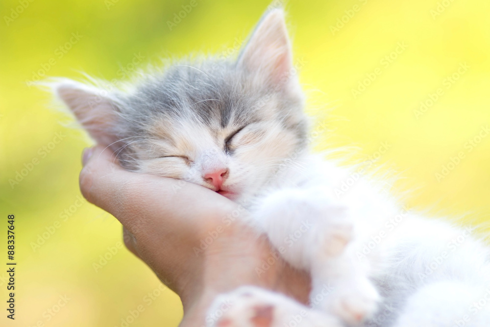 little  sleeping kitten in the hands of girl