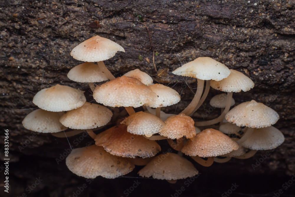 Wild mushrooms, in the wild nature Wild mushrooms, in the wild nature