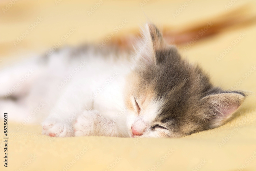 small sleeping kitten