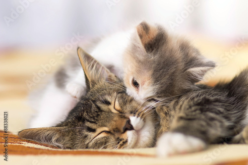kitten  licks leeping cat photo