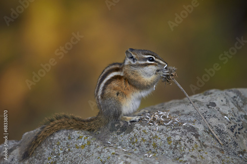Uinta chipmunk (Tamias umbrinus) eating, Grand Mesa National Forest, Colorado