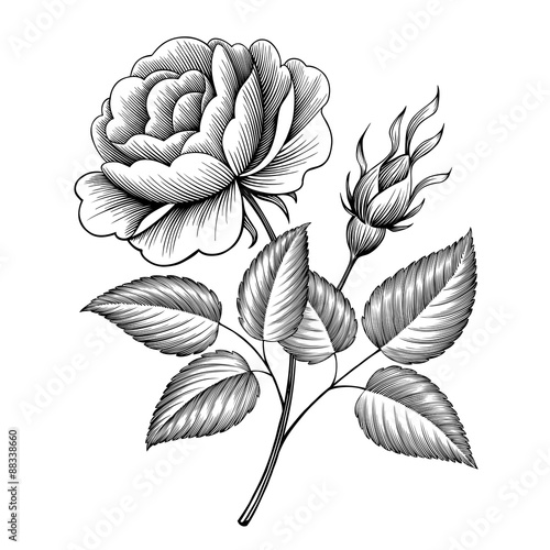vintage rose flower engraving calligraphic Victorian style tattoo botanical vector illustration