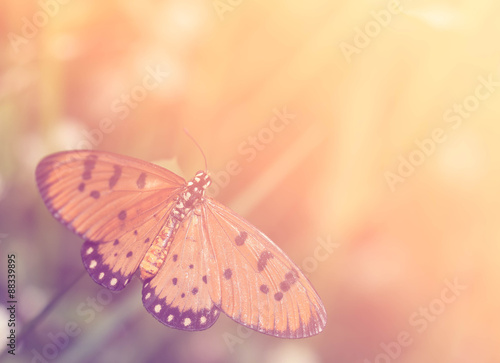 Tawny coster butterfly with soft filter background