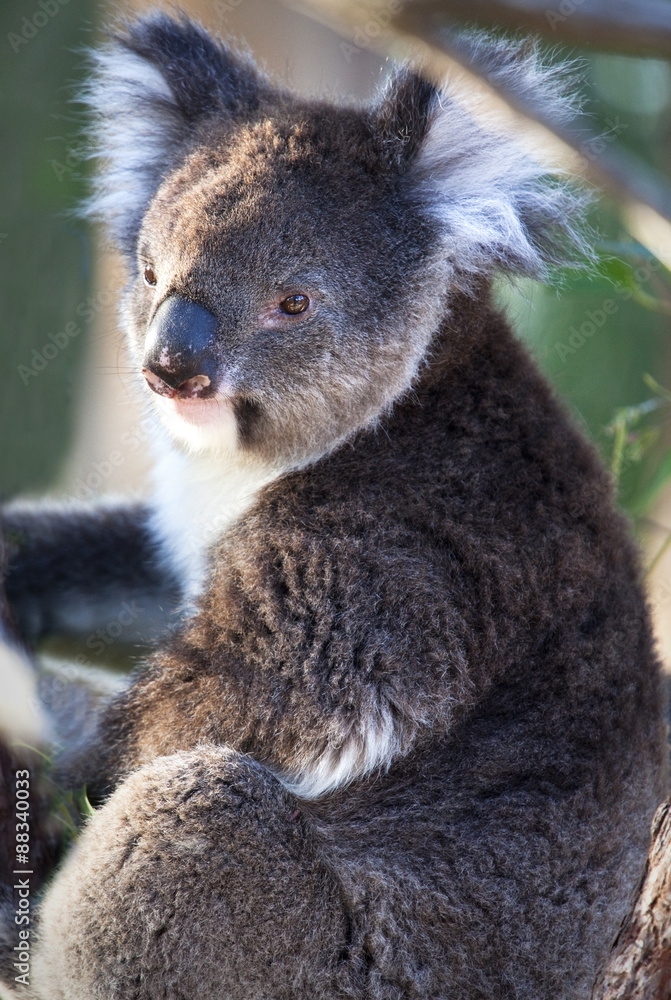 Portrait of koala bear at Yenchep National Park, Western Australia, Australia, Pacific Portrait of koala bear at Yenchep National Park, Western Australia, Australia, Pacific