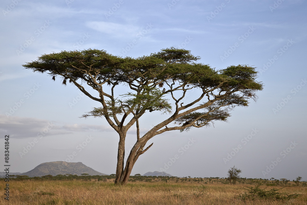 Acacia tree, Serengeti National Park, Tanzania Acacia tree, Serengeti National Park, Tanzania