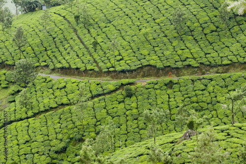 Tea gardens, Devikulam, Munnar, Kerala #88342657