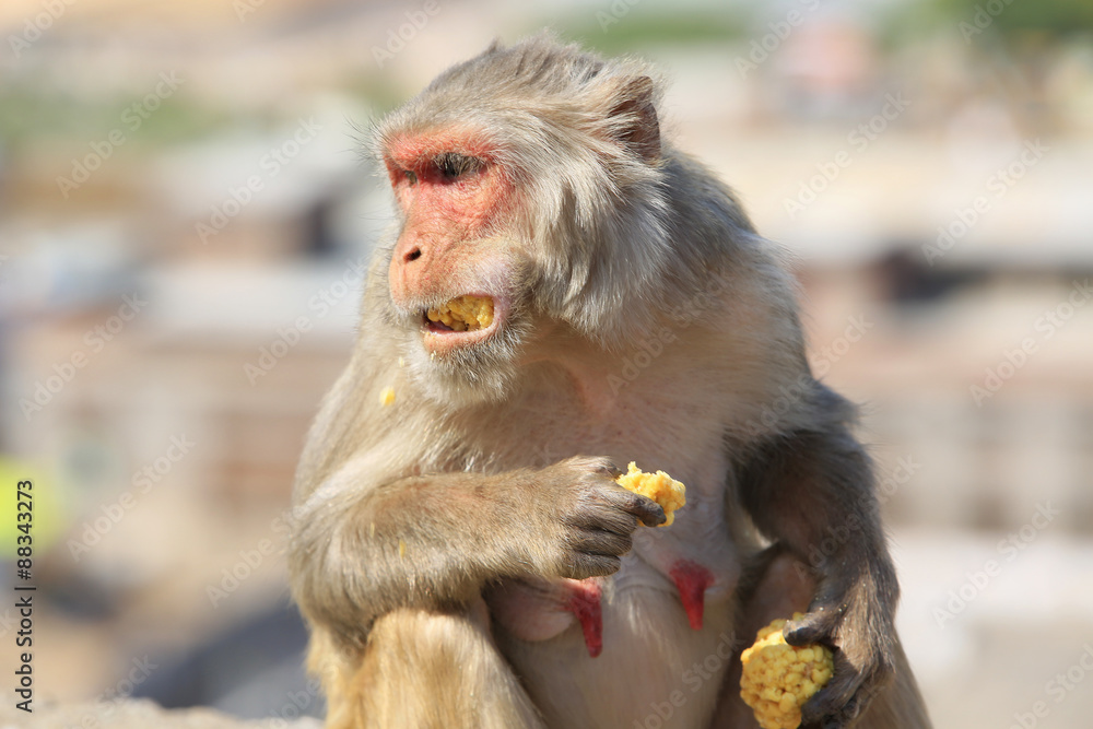 Rajasthan, Jaipur, indian monkeys taken in Galata Rajasthan, Jaipur, indian monkeys taken in Galata