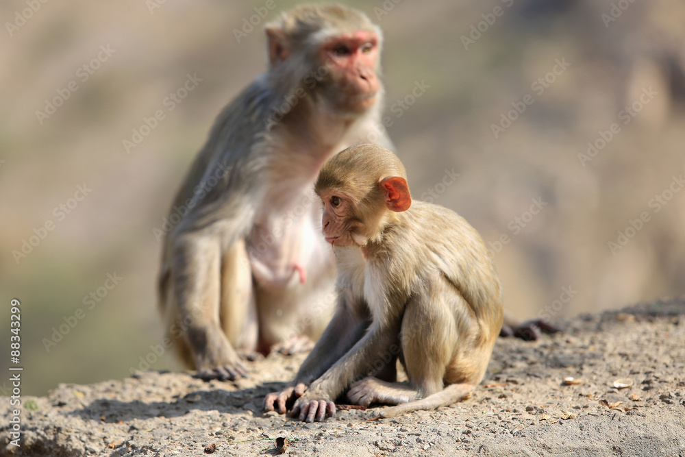 Rajasthan, Jaipur, indian monkeys taken in Galata Rajasthan, Jaipur, indian monkeys taken in Galata