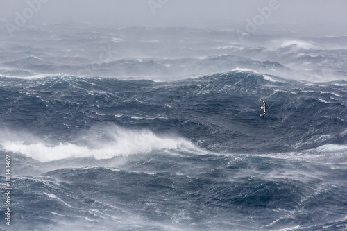 Adult cape petrel (Daption capense) flying in gale force winds in the Drake Passage, Antarctica