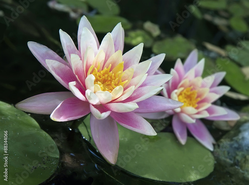 Pink water lily (Nymphaea)