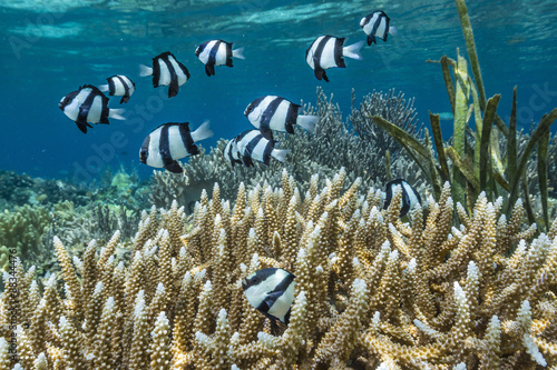 Humbug Dascyllus (Dascyllus aruanus), in stag horn coral head on Sebayur Island, Komodo Island National Park, Indonesia photo