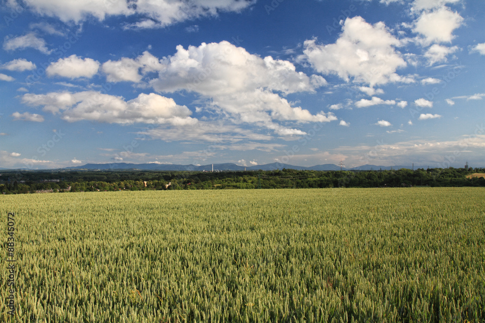 Wheat field