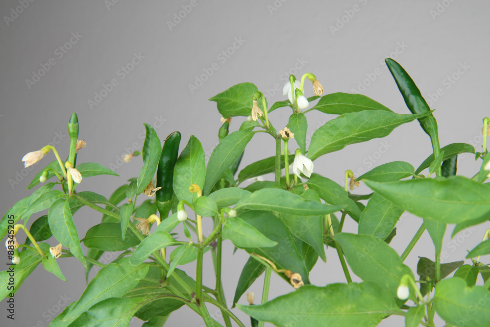 Obraz premium chilly peppers