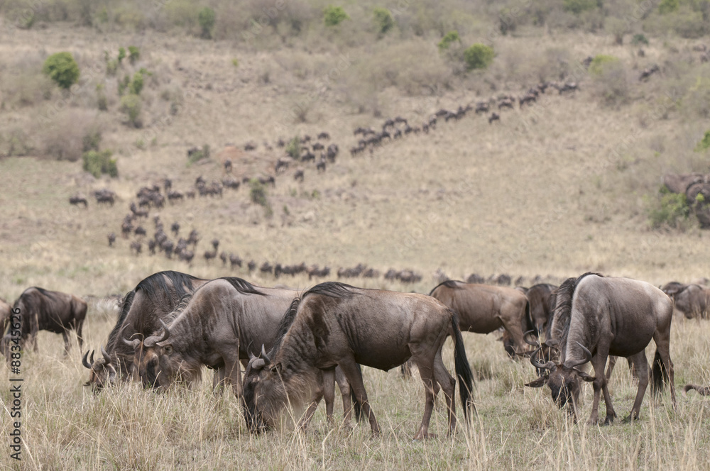 Wildebeest (Connochaetes taurinus), Masai Mara, Kenya Wildebeest (Connochaetes taurinus), Masai Mara, Kenya