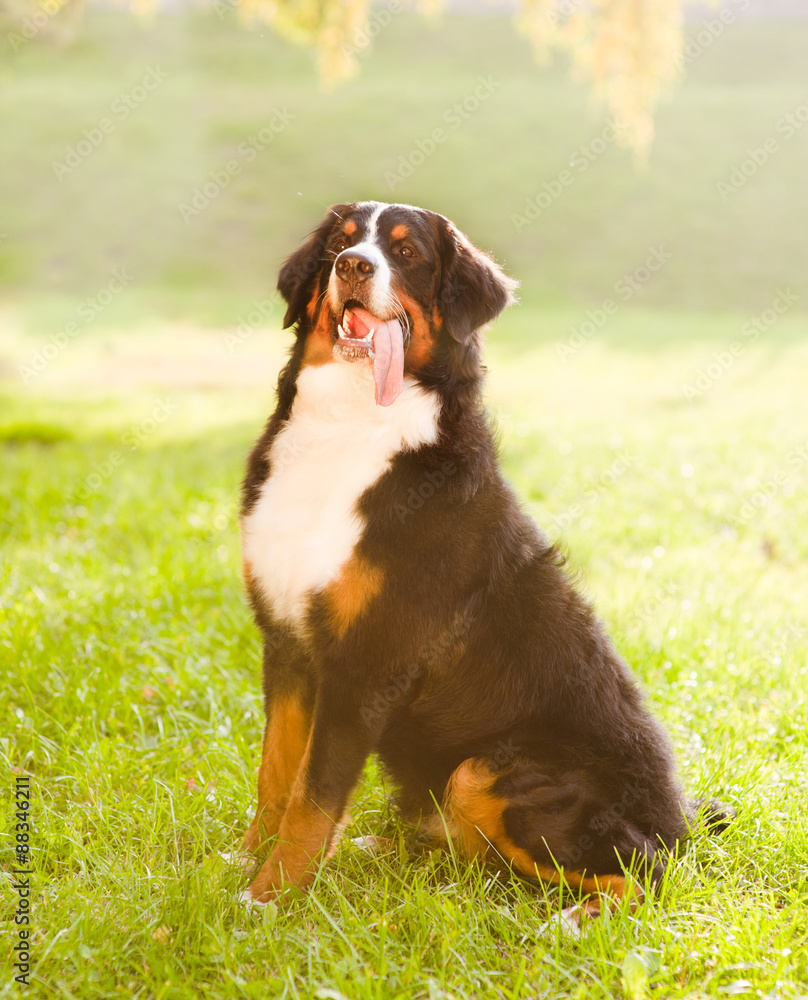 Bernese mountain dog (Berner Sennenhund) sitting on grass Bernese mountain dog (Berner Sennenhund) sitting on grass