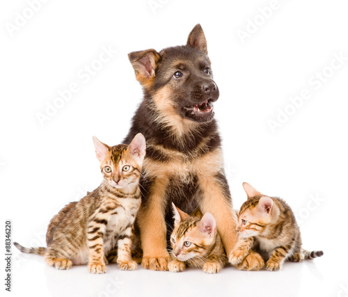 german shepherd puppy and bengal kittens together. isolated on w © Ermolaev Alexandr