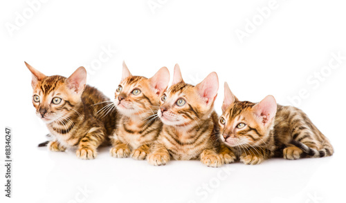 group bengal kittens looking away. isolated on white background