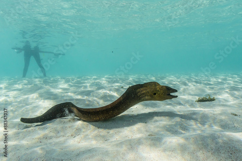 Yellowmargin moray eel (Gymnothorax flavimarginatus) underwater on pink sand beach, Komodo National Park, Komodo Island, Indonesia photo