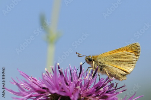 Small skipper (Thymelicus sylvestris) nectaring on greater knapweed flower (Centaurea scabiosa) in a chalk grassland meadow, Wiltshire photo