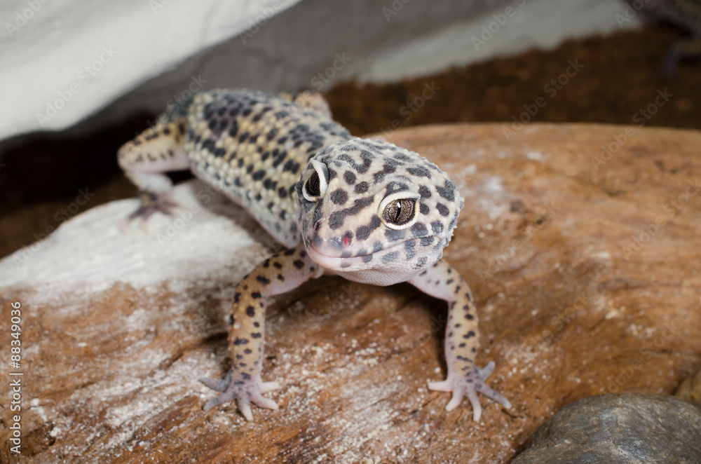 Naklejka premium Fütterungszeit! Leopardgecko mit Vorfreude...