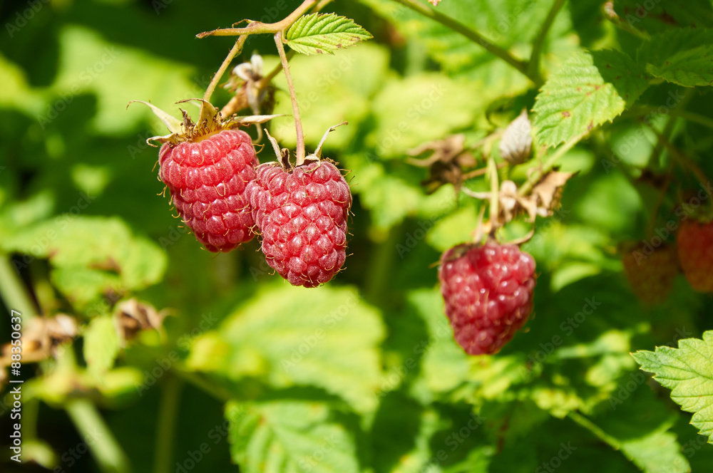 Several ripe red raspberries growing on the bush Several ripe red raspberries growing on the bush