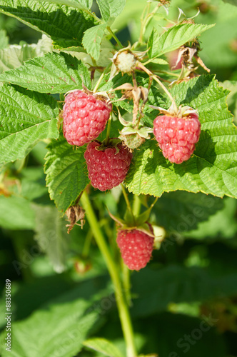 Several ripe red  raspberries growing on the bush