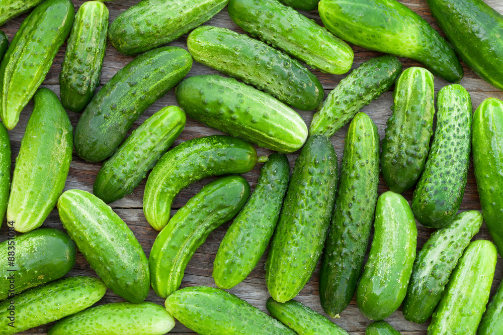 Ripe cucumbers Ripe cucumbers