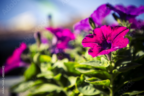 purple surfinia